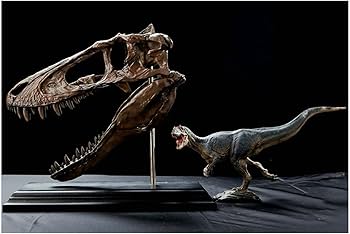 Amazon.co.jp: ティラノサウルスレックススカルモデル-恐竜の